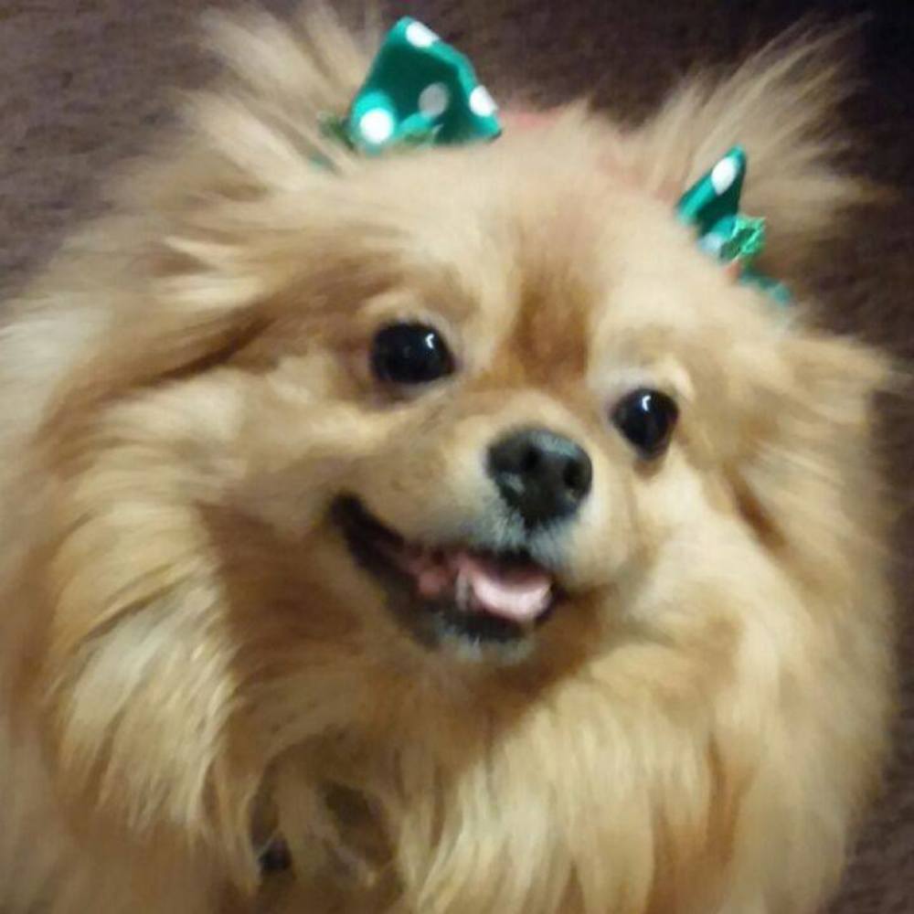 Meet your Posher, Trudy